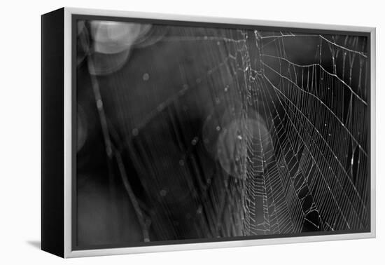 Closeup of Spider Web b/w-null-Framed Stretched Canvas