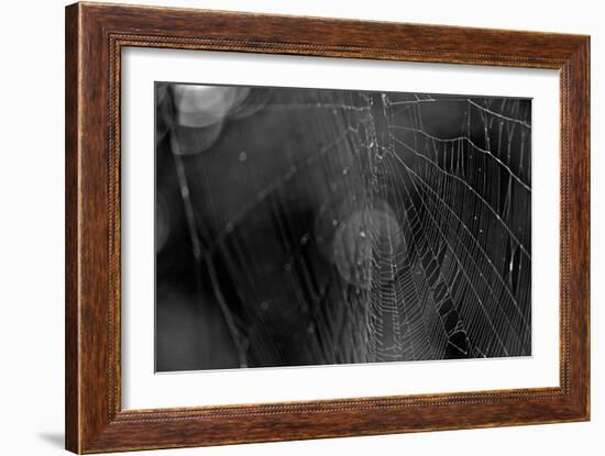 Closeup of Spider Web b/w-null-Framed Photo
