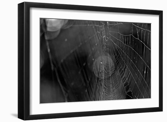 Closeup of Spider Web b/w-null-Framed Photo