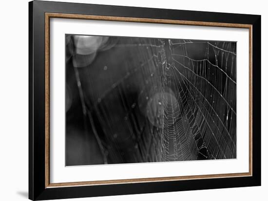 Closeup of Spider Web b/w-null-Framed Photo