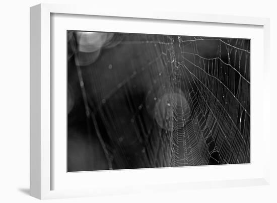 Closeup of Spider Web b/w-null-Framed Photo