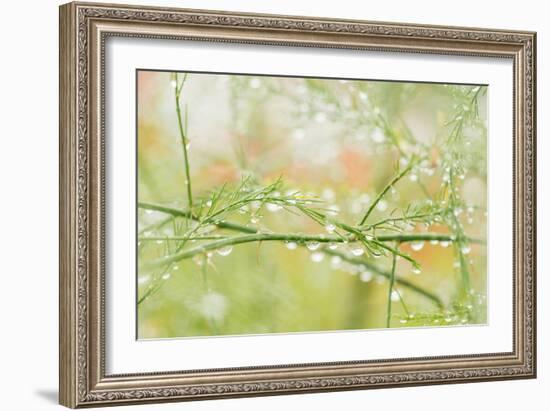 Closeup of Stalks on Organic Asparagus Plant-Lars Hallstrom-Framed Photographic Print