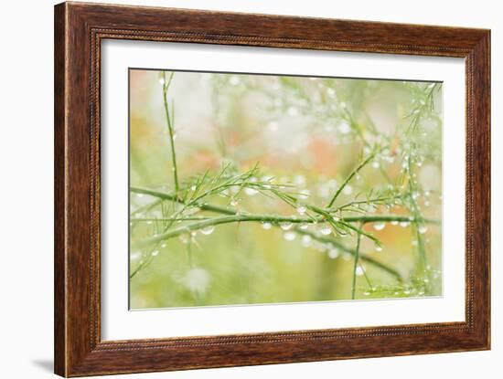 Closeup of Stalks on Organic Asparagus Plant-Lars Hallstrom-Framed Photographic Print