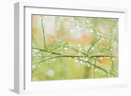 Closeup of Stalks on Organic Asparagus Plant-Lars Hallstrom-Framed Photographic Print