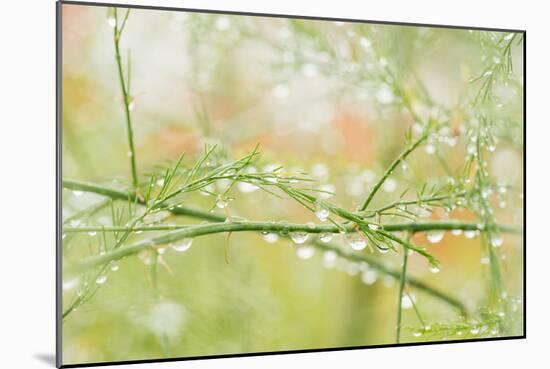 Closeup of Stalks on Organic Asparagus Plant-Lars Hallstrom-Mounted Photographic Print