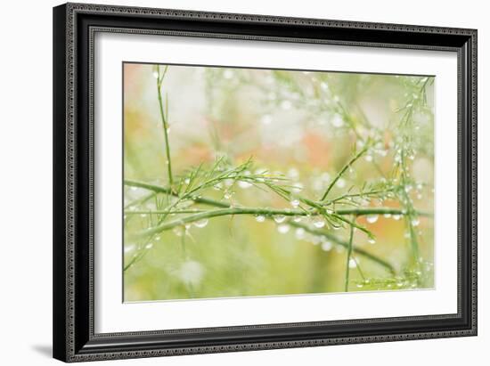 Closeup of Stalks on Organic Asparagus Plant-Lars Hallstrom-Framed Photographic Print