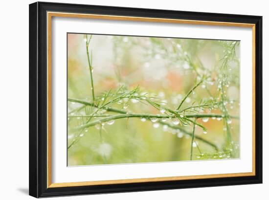 Closeup of Stalks on Organic Asparagus Plant-Lars Hallstrom-Framed Photographic Print