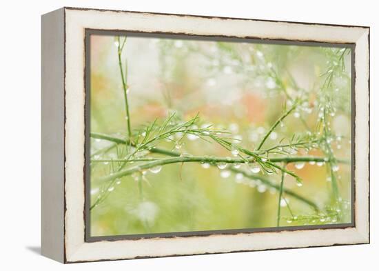 Closeup of Stalks on Organic Asparagus Plant-Lars Hallstrom-Framed Premier Image Canvas
