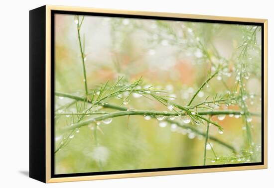 Closeup of Stalks on Organic Asparagus Plant-Lars Hallstrom-Framed Premier Image Canvas