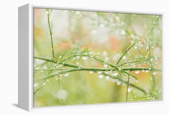 Closeup of Stalks on Organic Asparagus Plant-Lars Hallstrom-Framed Premier Image Canvas