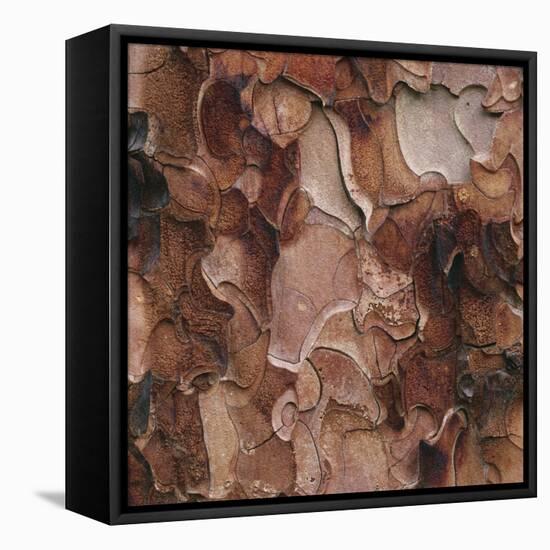 Closeup of Tree Bark-Micha Pawlitzki-Framed Premier Image Canvas