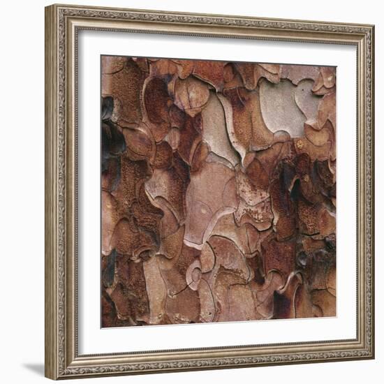 Closeup of Tree Bark-Micha Pawlitzki-Framed Photographic Print