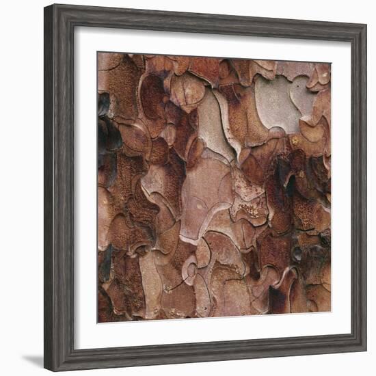 Closeup of Tree Bark-Micha Pawlitzki-Framed Photographic Print