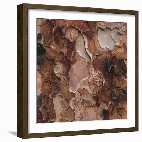 Closeup of Tree Bark-Micha Pawlitzki-Framed Photographic Print
