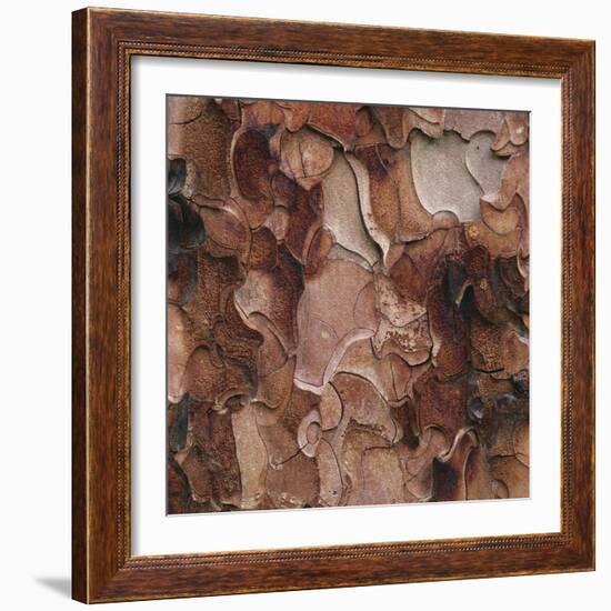 Closeup of Tree Bark-Micha Pawlitzki-Framed Photographic Print