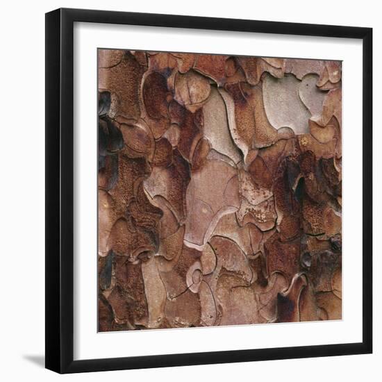 Closeup of Tree Bark-Micha Pawlitzki-Framed Photographic Print