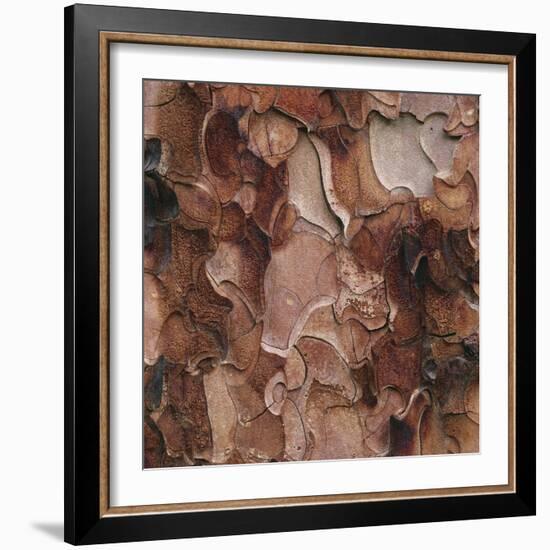 Closeup of Tree Bark-Micha Pawlitzki-Framed Photographic Print