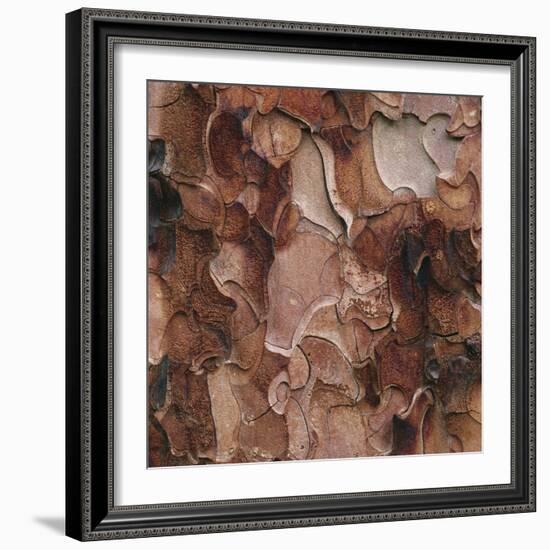 Closeup of Tree Bark-Micha Pawlitzki-Framed Photographic Print