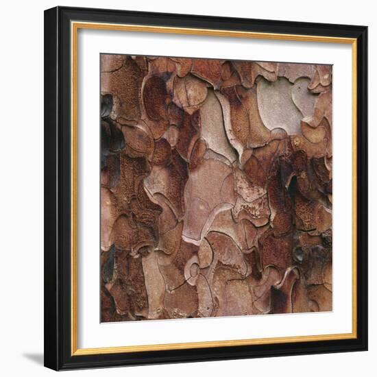 Closeup of Tree Bark-Micha Pawlitzki-Framed Photographic Print