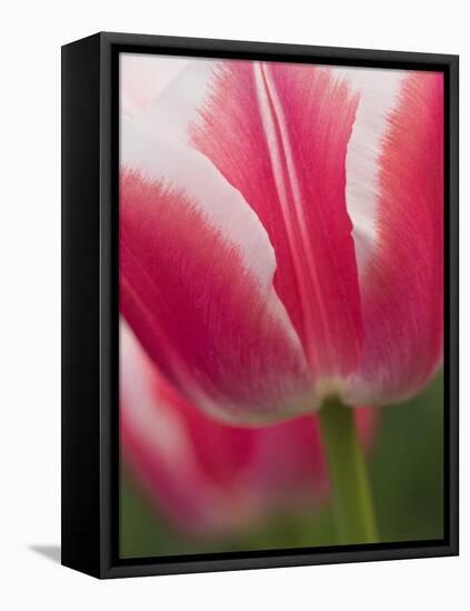 Closeup of Tulip.-Julianne Eggers-Framed Premier Image Canvas