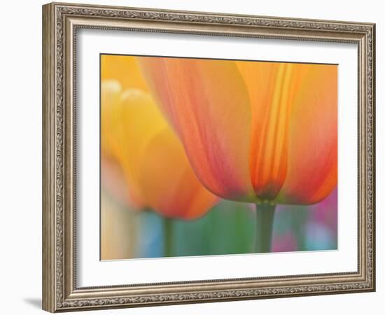 Closeup of Tulip.-Julianne Eggers-Framed Photographic Print