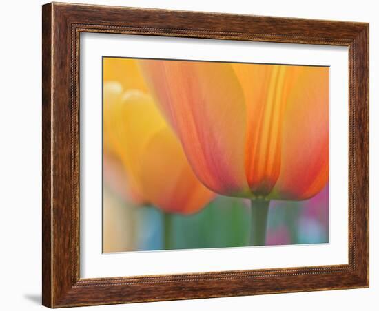 Closeup of Tulip.-Julianne Eggers-Framed Photographic Print