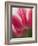 Closeup of Tulip.-Julianne Eggers-Framed Photographic Print