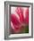 Closeup of Tulip.-Julianne Eggers-Framed Photographic Print