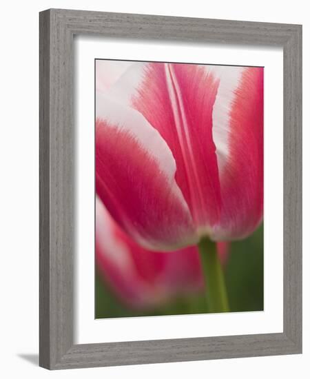 Closeup of Tulip.-Julianne Eggers-Framed Photographic Print