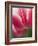 Closeup of Tulip.-Julianne Eggers-Framed Photographic Print