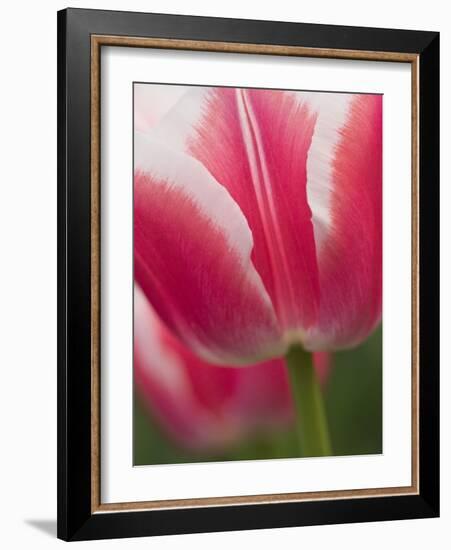 Closeup of Tulip.-Julianne Eggers-Framed Photographic Print