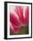 Closeup of Tulip.-Julianne Eggers-Framed Photographic Print