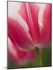 Closeup of Tulip.-Julianne Eggers-Mounted Photographic Print