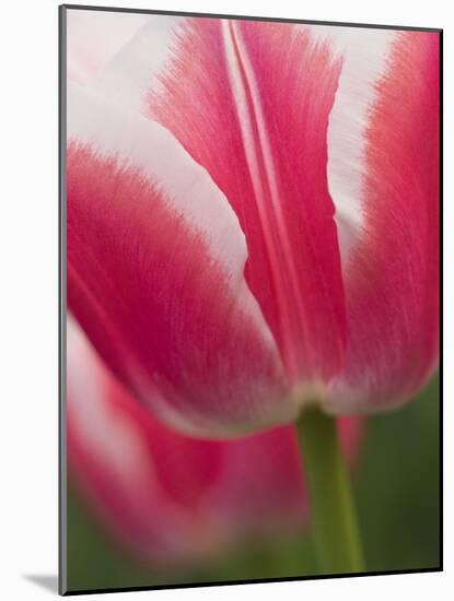 Closeup of Tulip.-Julianne Eggers-Mounted Photographic Print