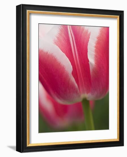 Closeup of Tulip.-Julianne Eggers-Framed Photographic Print