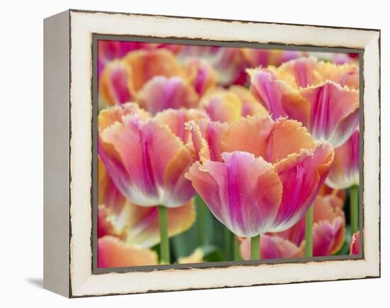 Closeup of Tulipa 'Sunset Miami'.-Julianne Eggers-Framed Premier Image Canvas