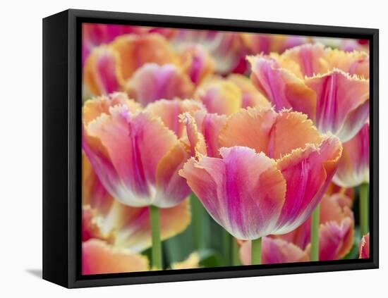 Closeup of Tulipa 'Sunset Miami'.-Julianne Eggers-Framed Premier Image Canvas