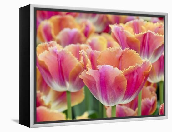 Closeup of Tulipa 'Sunset Miami'.-Julianne Eggers-Framed Premier Image Canvas