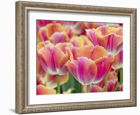 Closeup of Tulipa 'Sunset Miami'.-Julianne Eggers-Framed Photographic Print