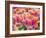 Closeup of Tulipa 'Sunset Miami'.-Julianne Eggers-Framed Photographic Print