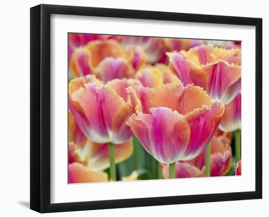 Closeup of Tulipa 'Sunset Miami'.-Julianne Eggers-Framed Photographic Print