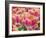 Closeup of Tulipa 'Sunset Miami'.-Julianne Eggers-Framed Photographic Print