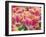 Closeup of Tulipa 'Sunset Miami'.-Julianne Eggers-Framed Photographic Print