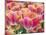Closeup of Tulipa 'Sunset Miami'.-Julianne Eggers-Mounted Photographic Print