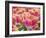 Closeup of Tulipa 'Sunset Miami'.-Julianne Eggers-Framed Photographic Print