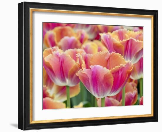 Closeup of Tulipa 'Sunset Miami'.-Julianne Eggers-Framed Photographic Print