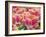 Closeup of Tulipa 'Sunset Miami'.-Julianne Eggers-Framed Photographic Print