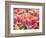 Closeup of Tulipa 'Sunset Miami'.-Julianne Eggers-Framed Photographic Print