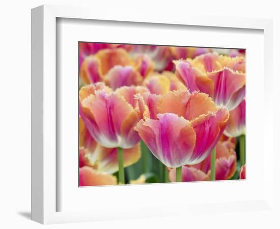 Closeup of Tulipa 'Sunset Miami'.-Julianne Eggers-Framed Photographic Print