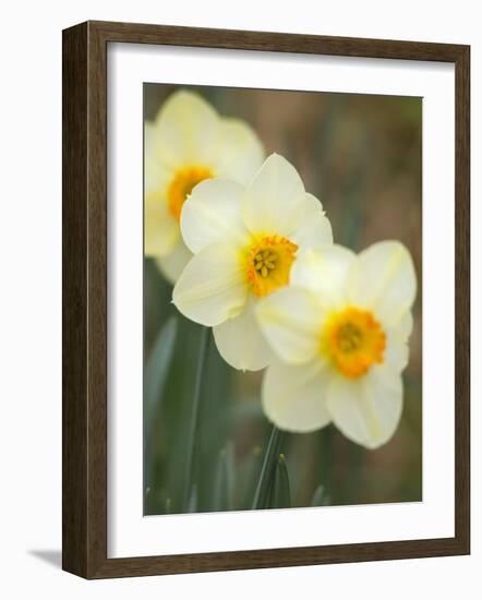 Closeup of White Daffodils, Arlington, Virginia, USA-Corey Hilz-Framed Photographic Print